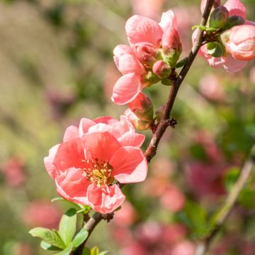 Membrillero del Japón Pink Lady - Chaenomeles superba