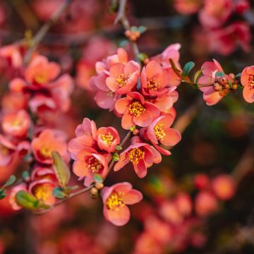 Membrillero del Japón Red Joy - Chaenomeles superba