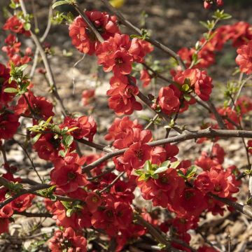 Membrillero del Japón Rubra - Chaenomeles speciosa