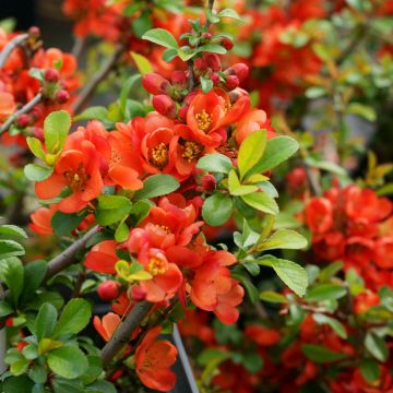 Chaenomeles japonica Sargentii - Membrillero de flor