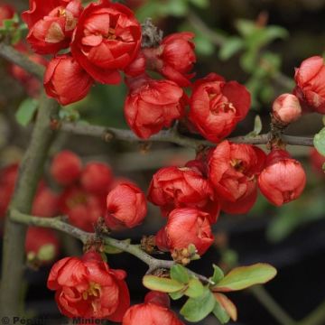 Membrillero del Japón Red Joy - Chaenomeles superba