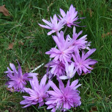 Colchicum autumnale Pleniflorum - Cólquico