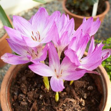 Colchicum Autumn Queen