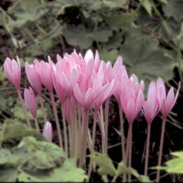 Colchicum autumnale Major - Cólquico