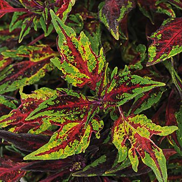 Coleus scutellarioides Chili Pepper