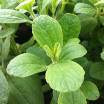 Planta del dinero - Plectranthus caninus