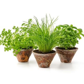 Conjunto de 3 plantas aromáticas esenciales