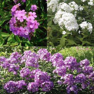 Col 3 Phlox paniculata