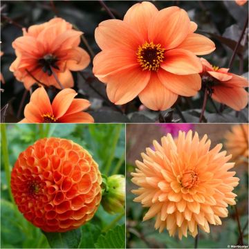 Colección de Dahlias Vitaminas