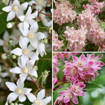 Deucias para Macizos de flores