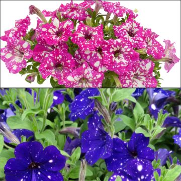 Colección Duo de petunias Noche Estrellada y Cuello Real