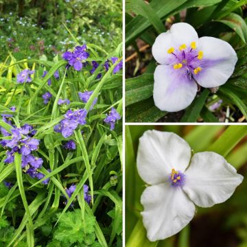 Colectión Efímera de Virginia - Tradescantias