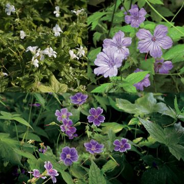 Colección Geranium nodosum