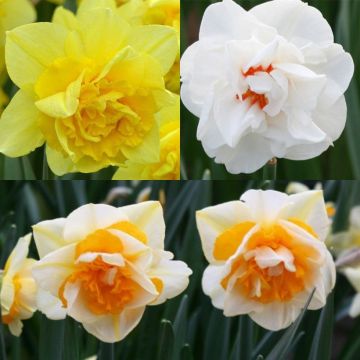 Narcisos dobles de colección