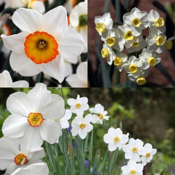 Colección de Narcisos Perfumados