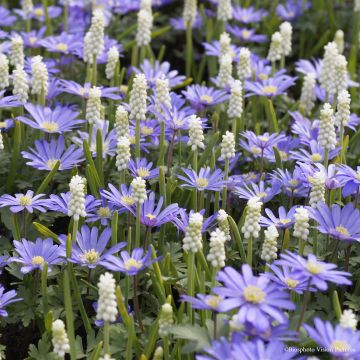 Collección de Pequeños Bulbos de primavera Blanco/Azul