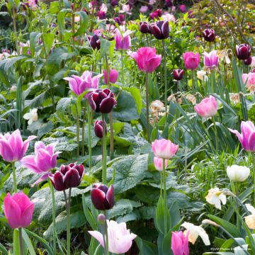 Collección Tulipanes Naturales