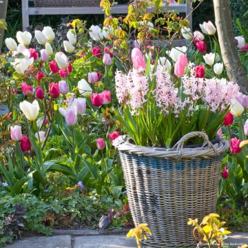 Colección de Tulipanes Románticos