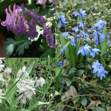 Colección de bulbos para naturalizar en la sombra