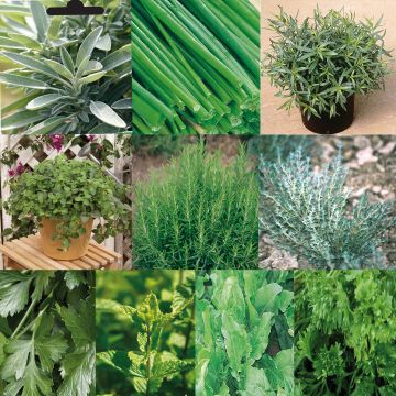 Colección de 10 plantas aromáticas