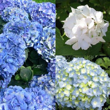 Colección 3 Hortensias macrophylla