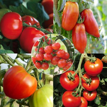 Conjunto de 5 tomates ecológicas en plantones