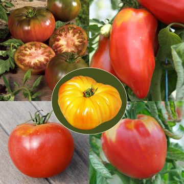 Conjunto de 5 tomates antiguas Bio - Granja de Sainte-Marthe