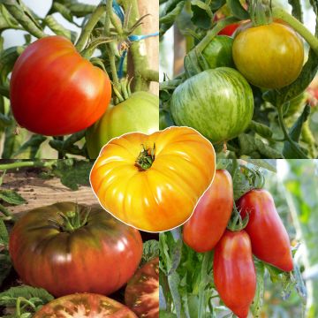 Conjunto de 5 tomates antiguas de colección en plantas