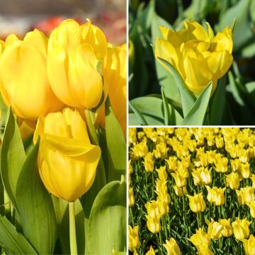 Colección Dos meses de Tulipanes amarillos