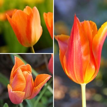 Colección de Dos Meses de Tulipanes naranjas