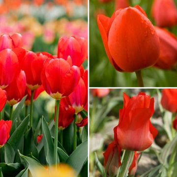 Conjunto Dos meses de Tulipanes rojos