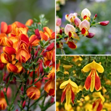 Colección Escobas de Brezo - Cytisus scoparius