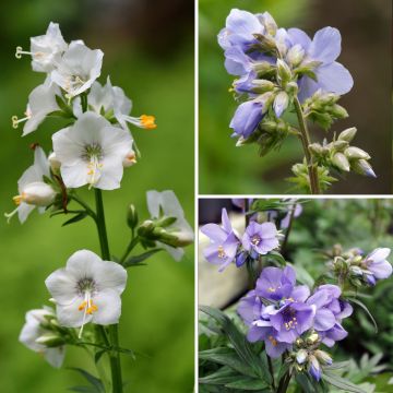 Colección de Polemonium