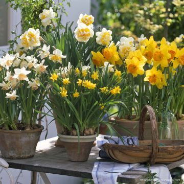 Maceta de narcisos