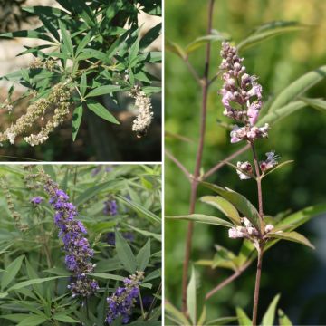 Col Gatilliers - Vitex agnus-castus para macizo mediterráneo