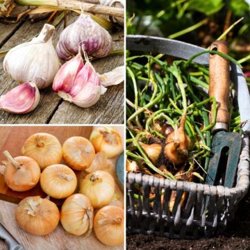 Conjunto de sabores ajo, cebolla, cebolla chalota en plantas - bulbos de huerto