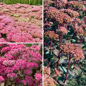 Colección de Sedums - Orpinos de otoño