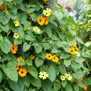 Colección Thunbergia Alata - Suzannes de ojos negros.