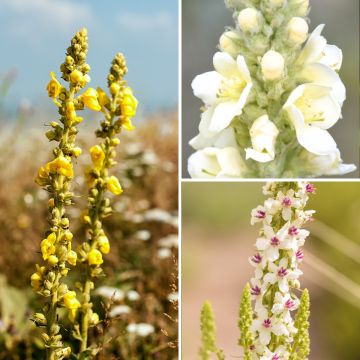 Collección de Verbascum salvajes - Gordolobos