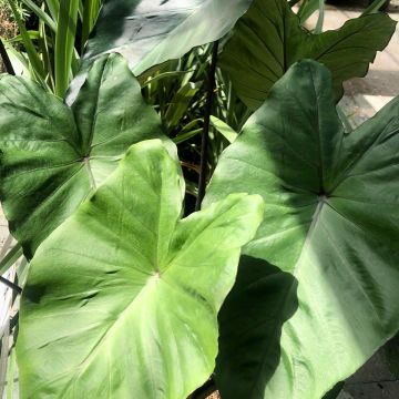 Colocasia esculenta Black Stem