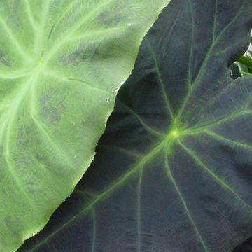 Colocasia Dragon Heart Giant