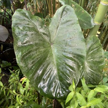 Colocasia esculenta Fontanesii