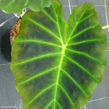 Colocasia Imperial Gigante