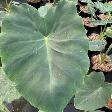 Colocasia Jack's Giant