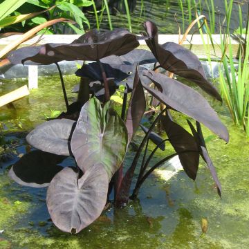 Colocasia Kona Coffee