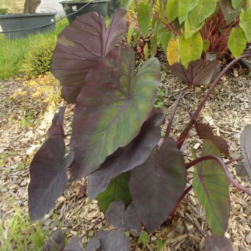 Colocasia Madeira