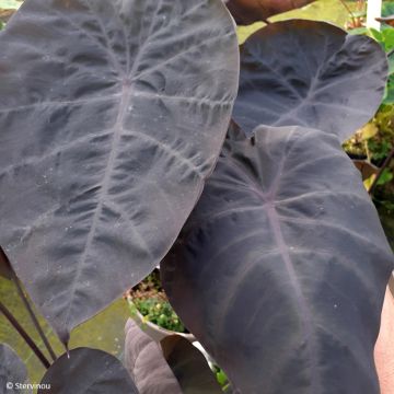 Colocasia esculenta Noble - Taro