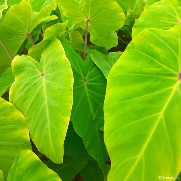 Colocasia esculenta Red Eyed Gecko - Taro