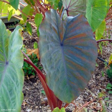 Colocasia Sangria