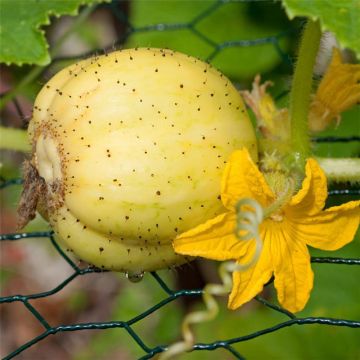 Pepino Lemon Bio - Ferme de Sainte Marthe